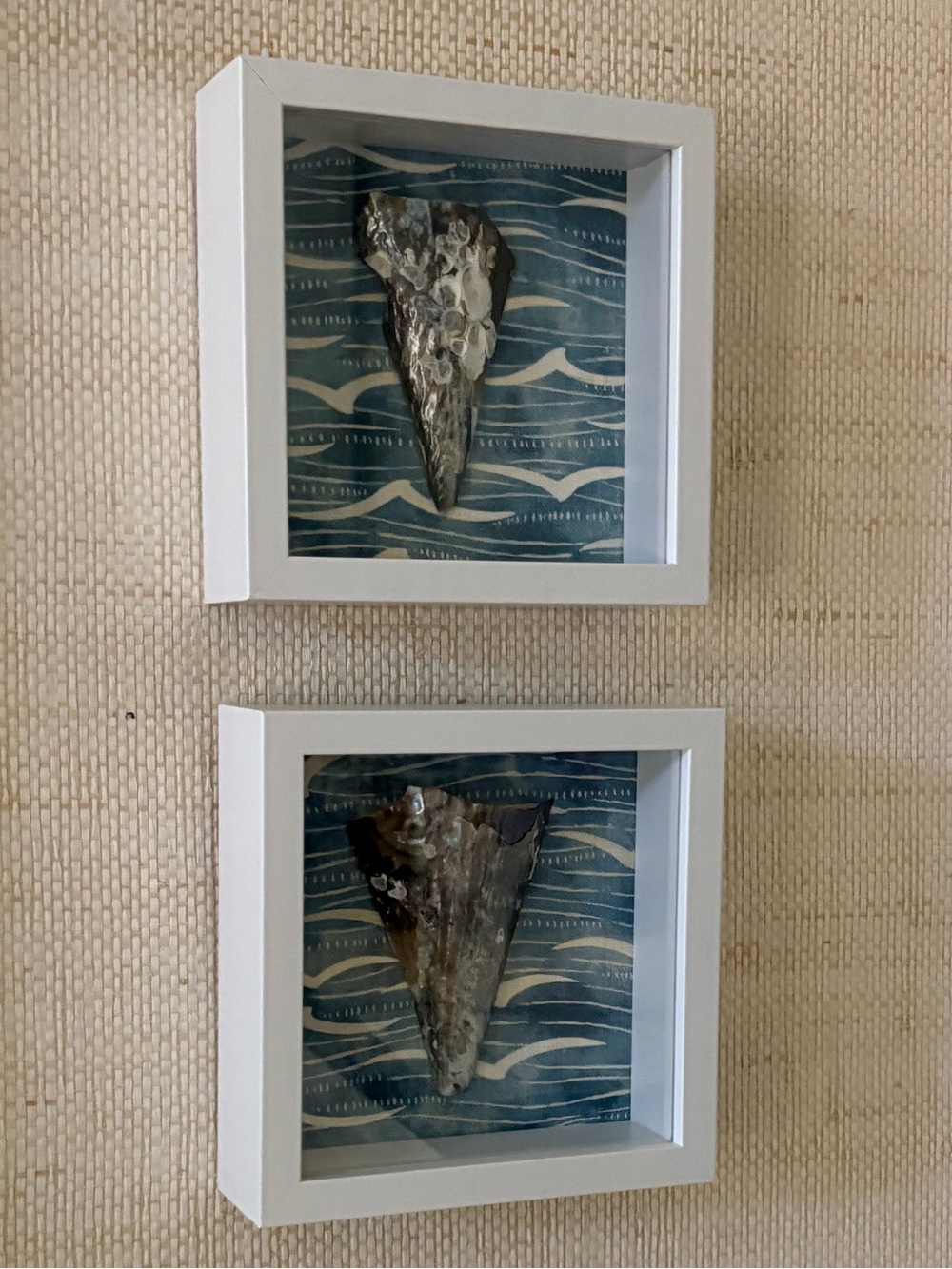 Pair of White Framed Coastal Shell Wall Art - Blue Background